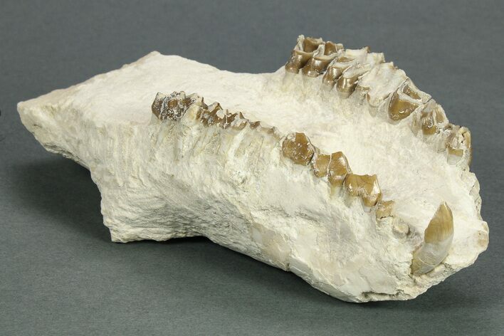 Partial Oreodont (Merycoidodon) Upper Skull - South Dakota #269854